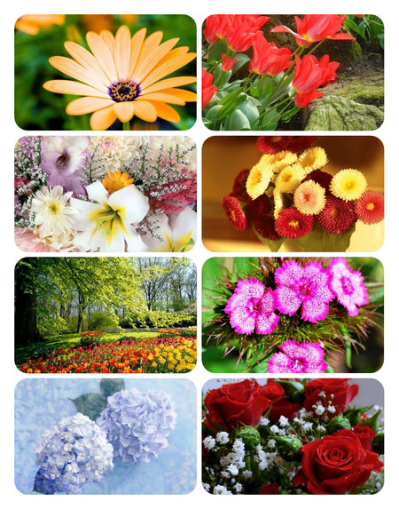 Wallpapers - Beautiful Flowers Part 1